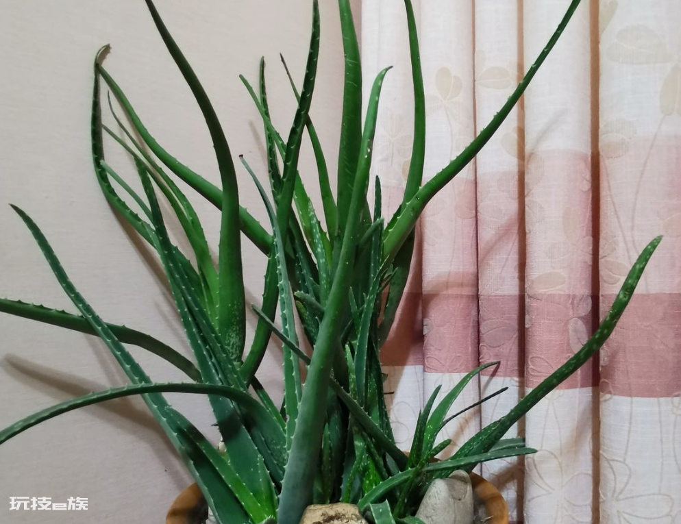 卧室适合摆放什么植物(家里卧室养这5种花卉有利于睡眠)-图片5